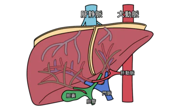 門脈