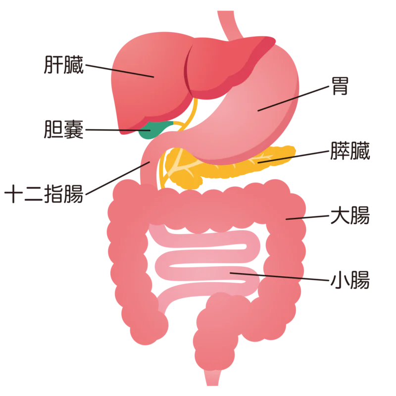 消化器内科